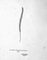 Puccinia sii-falcariae image